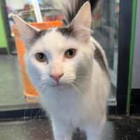 Photo of Nimbus (Snuggles) 