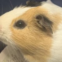 Photo of Stitch