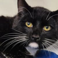 Photo of Amos