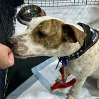 Photo of Daisy   2 Year Old Bull Arab X