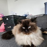 Photo of Dusty
