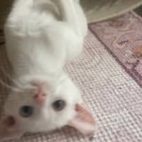 Photo of Peanut Butter