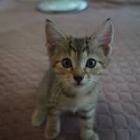 Photo of Gizmo
