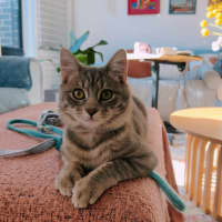 Photo of Millie