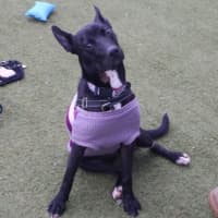 Photo of Anubis