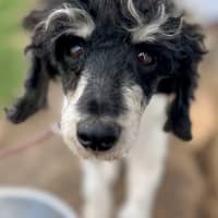 Photo of Molly