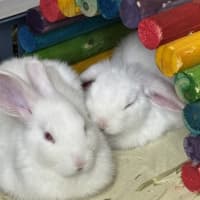 Photo of Asparagus (Bonded To Rhubarb)