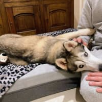 Photo of Luna