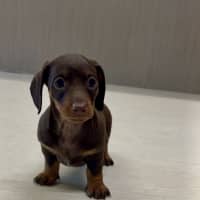 Photo of Alfie