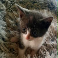 Photo of Brambles