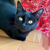 Photo of Jet   Located In Reservoir