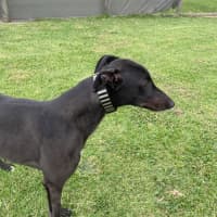 Photo of Marco …….Polo No Just Joking His Name Is Marko