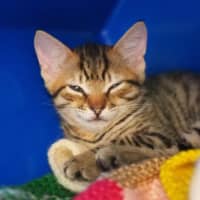 Photo of Lilly