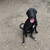 Photo of Rebel