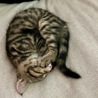 Photo of Pegi (Aka Tent Peg)