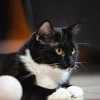 Photo of Sheba