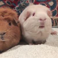 Photo of Toffee & Aidan