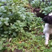 Photo of Pippin