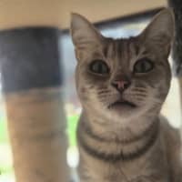 Photo of Cleo