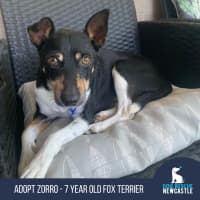 Photo of Zorro   7 Year Old Fox Terrier