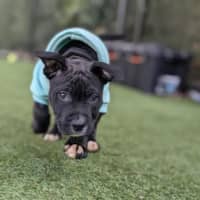 Photo of Juno