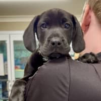 Photo of Louie