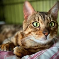 Photo of Raja