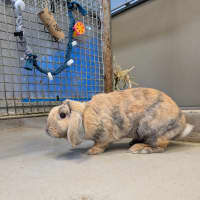 Photo of Miffy