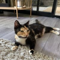 Photo of Honey