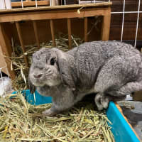 Photo of Smudge With Sooty