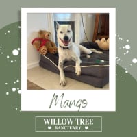 Photo of Mango
