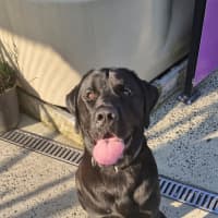 Photo of D1034 Ollie