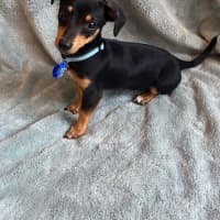 Photo of Bert   14 Week Old Mixed Breed