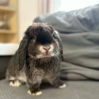 Photo of Lottie