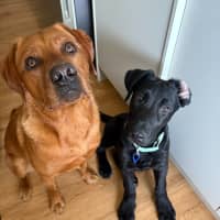 Photo of Oz   5 Month Old German Shepherd X