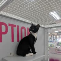 Photo of Hawkeye