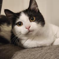 Photo of Sponge   Located In Avondale Heights