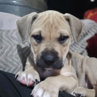 Photo of Krill Karen