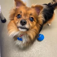 Photo of Bobo
