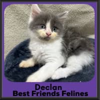 Photo of Declan