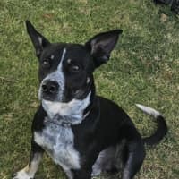 Photo of Oreo