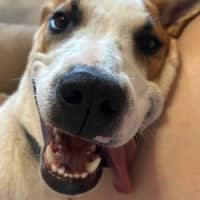 Photo of Harvey 