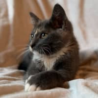 Photo of Cookie   In Foster Care In Bentleigh East