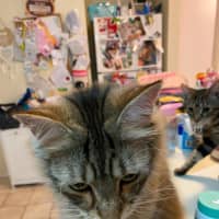 Photo of Luna