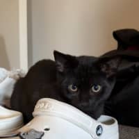 Photo of Zoro