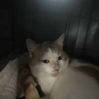 Photo of Waffles