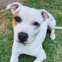 Photo of Apollo