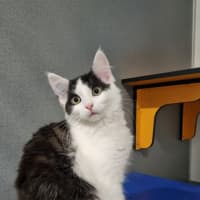 Photo of Peanut