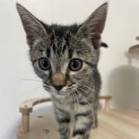 Photo of C1579 Berry