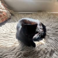 Photo of Cherry 